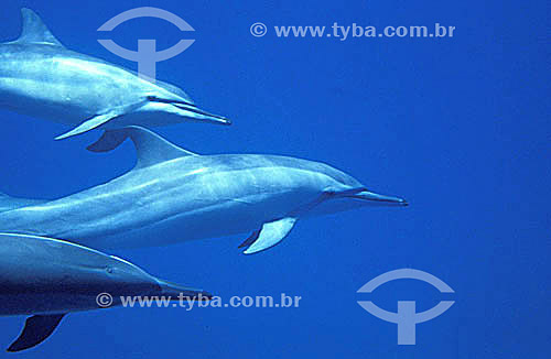  (Stenella Longirostris) Pantropical spinner dolphin 