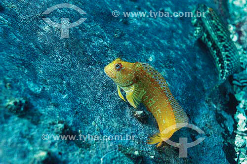  Seaweed Blenny (Parablennius marmoreus) - species occurring all along the brazilian coast -  Brazil 