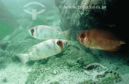  Bigeye (Priacanthus arenatus) - species occurring all along the brazilian coast - Brazil 