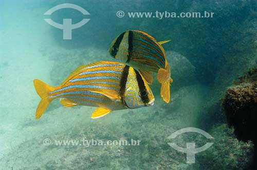  Porkfish (Anisotremus virginicus) - species occurring all along the brazilian coast - Brazil 