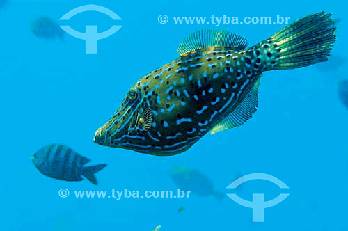 Scrawled Filefish (Aluterus scriptus) - species occurring all along the brazilian coast - Brazil 