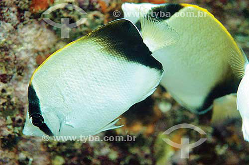  Reef butterflyfish (Chaetodon sedentarius) - species occurring all along the brazilian coast - Brazil 