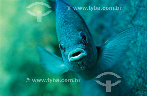  Sergeant Major (Abudefduf saxatilis) - species occurring all along the brazilian coast - Brazil 