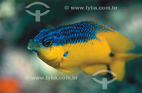  Rocas Gregory (Stegastes rocasensis) - Fernando de Noronha island - Pernambuco state - Brazil 
