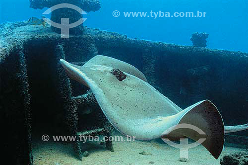  Roughtail Stingray (Dasyatis centroura) - 