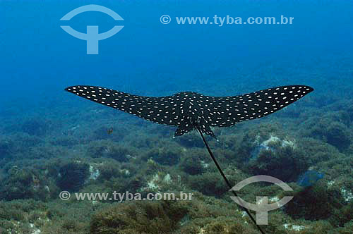  Spotted Eagle Ray (Aetobatus narinari) - species occurring all along the brazilian coast - Fernando de Noronha island - Pernambuco state - Brazil 