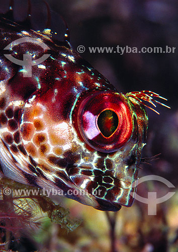  Ringneck blenny (Parablennius pilicornis)  