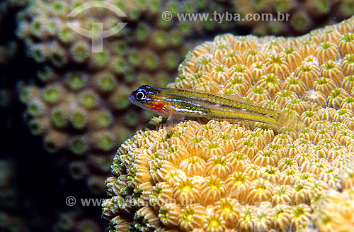  Goby fish (Coryphopterus lipernes) - Bonaire 