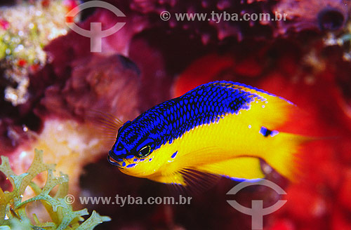  Stegastes rocasensis fish - Fernando de Noronha island - Pernambuco state - Brazil 