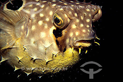  (Diodon Hystrix) Black-spotted Porcupinefish 