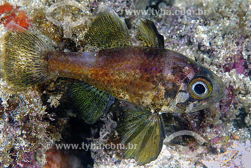  Fish (Astrapogon puncticulatus) - Cabo Frio region - Rio de Janeiro state - Brazil 