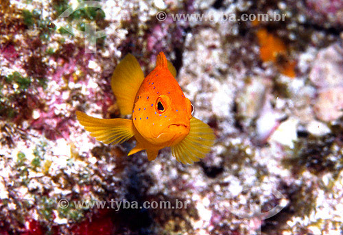  Tawny Cephalopholis - Fernando Noronha island - Pernambuco state - Brazil 