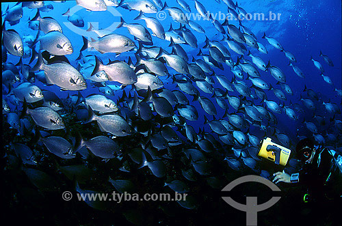  Shoal of Yellow sea chub (Kyphosus incisor) - Fernando de Noronha region - Pernambuco state - Brazil 