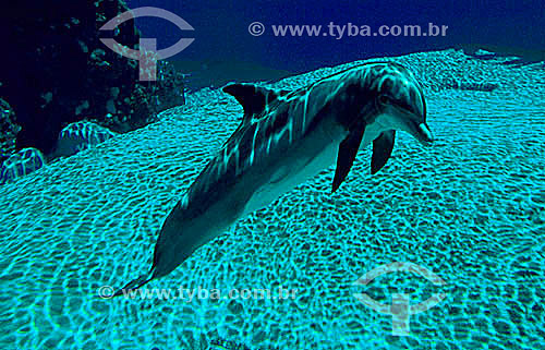  (Stenella Longirostris) Pantropical spinner dolphin 