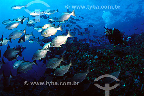  Yellow sea chub (Kyphosus incisor) and diver - Fernando de Noronha region - Pernambuco state - Brazil 