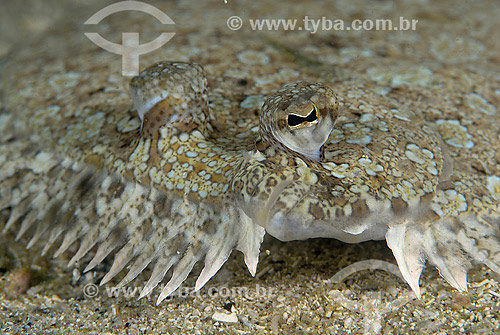  Linguado (Achiropsis nattereri) - Fish - Cabo Frio region - Rio de Janeiro state - Brazil - 2007 