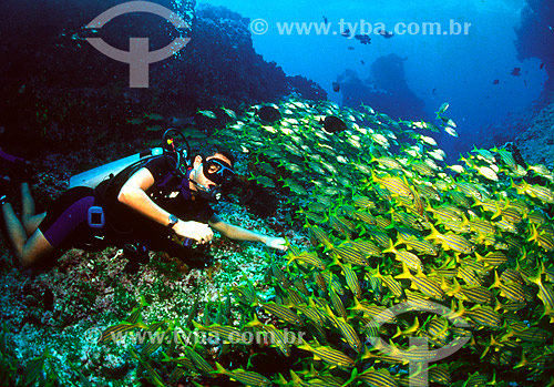  Diver with shoal of Xiras (Haemulon chrysargyreum) - Fernando de Noronha region - Pernanbuco state - Brazil - 2007 