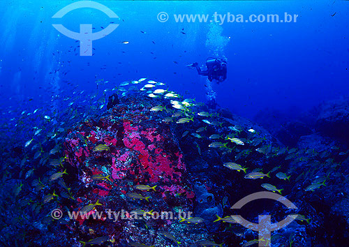  Diver and shoal of fishes - Fernando de Noronha region - Pernambuco state - Brazil - 2007 