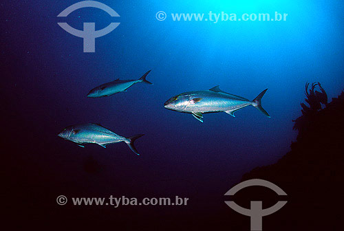  Fishes (Seriola sp.) - Abrolhos - Bahia state - Brazil - 2007 