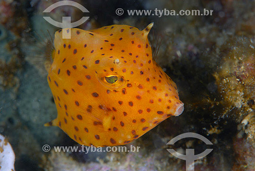  Juvenile Scrawled cowfish (Acanthostracion quadricornis) - Cabo Frio region - Rio de Janeiro state - Brazil - 2007 