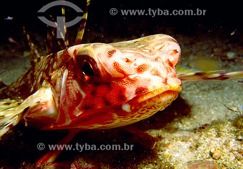  Flying gurnard (Dactylopterus volitans) - 2007 