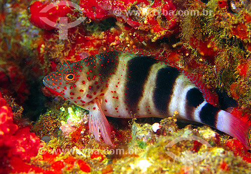  Fish at the coast of Guarapari - Espirito Santo state - Brazil - 2007 