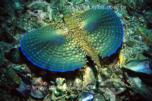  Flying gurnard (Dactylopterus volitans) - 2007 