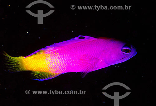  Brazilian basslet (Gramma brasiliensis) - Abrolhos - Bahia state - Brazil - 2007 