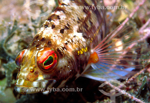  Lantern Basslet (Serranus baldwini) - Buzios region - Rio de Janeiro state - Brazil - 2007 