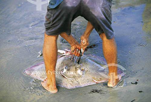  Man cutting a ray 