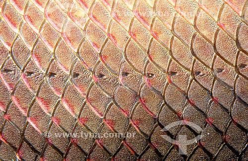  (Arapaima gigas) - skin (scales) of an Arapaima fish - Para state - Brazil 