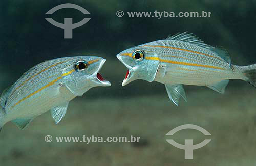  Tomtate (Haemulon aurolineatum) - Arraial do Cabo coast - Rio de Janeiro state - Brazil 