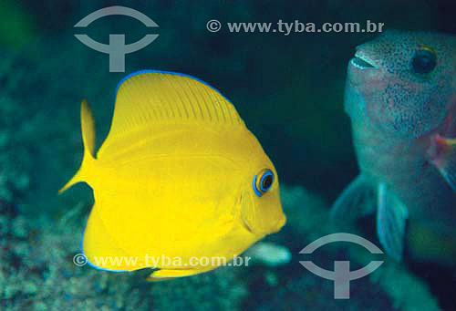  Blue tang surgeonfish (Acanthurus coeruleus) - Brazil 