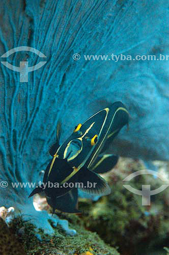  French Angelfish (Pomacanthus paru) - species occurring on the northeastern and southeastern brazilian coast - Brazil 