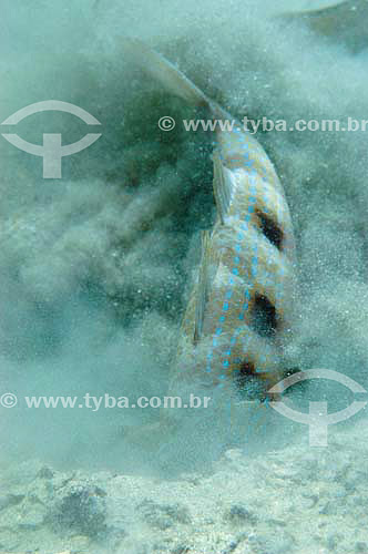  Spotted goatfish (Pseudupeneus maculatus) - species occurring on the northern, northeastern and southeastern brazilian coast - Brazil 