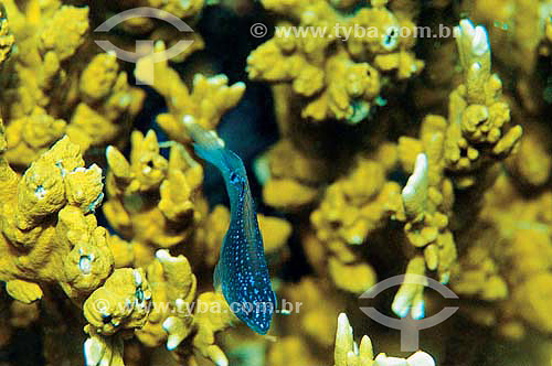  Dusky Damselfish (Stegastes fuscus) - species occurring all along the brazilian coast - Brazil 