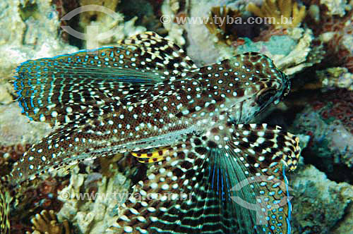  Flying gurnard (Dactylopterus volitans) - species occurring all along the brazilian coast - Brazil 