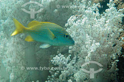  The White Grunt (Haemulon plumieri) - Arraial do Cabo coast - Rio de Janeiro state - Brazil 