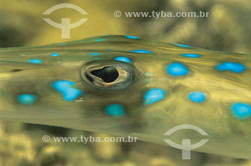  Buespotted cornetfish (Fistularia tabacaria) - species occurring all along the brazilian coast - Brazil 