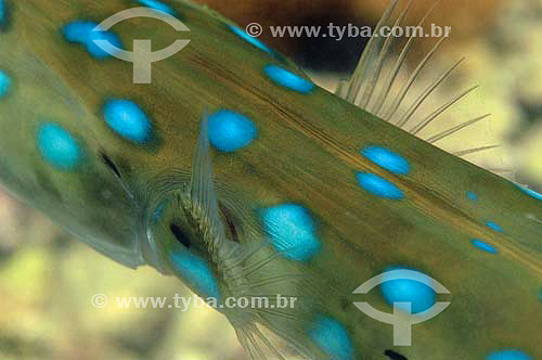  Buespotted cornetfish (Fistularia tabacaria) - species occurring all along the brazilian coast - Brazil 