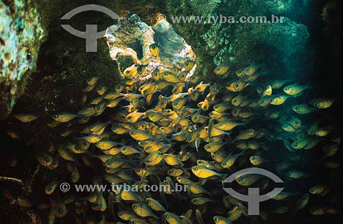  Shoal at the bottom of the ocean - Brazil 