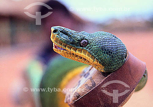 (Corallus caninus) - Emerald tree boa - Amazon region - Brazil 