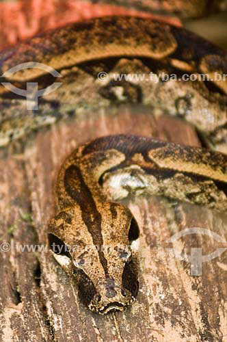  Snake ( Boa constrictor) at Bird´s Park - Iguaçu Falls - Parana state - Brazil 