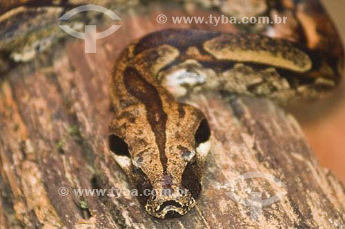  Snake ( Boa constrictor) at Bird´s Park - Iguaçu Falls - Parana state - Brazil 