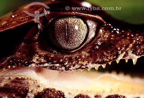  (Paleosuchus palpebrosus) Dwarf Caiman, Offspring of a caiman - Amazon region - Brazil 