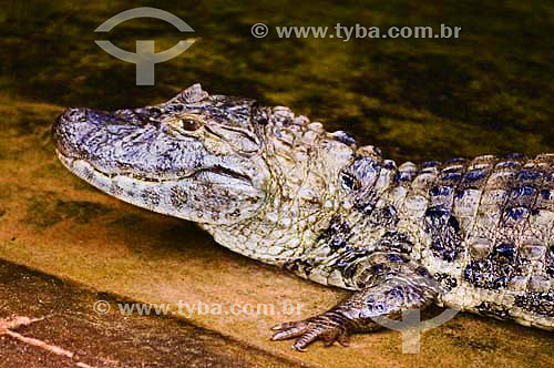  Alligator ( Caiman latirostris) at Bird´s Park - Iguaçu Falls - Parana state - Brazil 