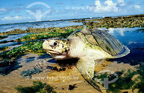  (Lepidochelys olivacea) Olive-ridley-sea-turtle - Praia do Forte Beach* - Barra de Sao Joao - 