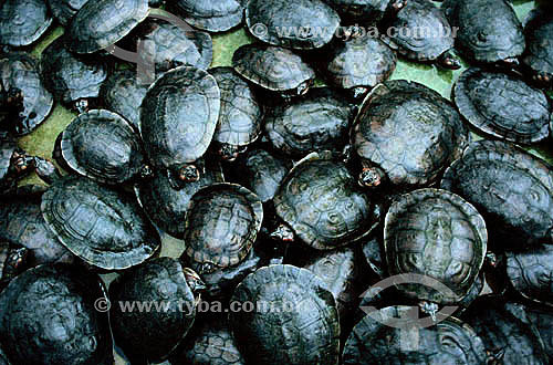  Baby turtles - Brazil 
