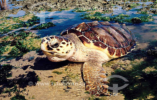  (Lepidochelys olivacea) Olive-ridley-sea-turtle - Praia do Forte Beach* - Barra de Sao Joao - 