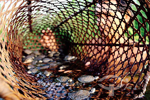  Turtles on basket and silhouette of a man - Amazon region - Brazil 